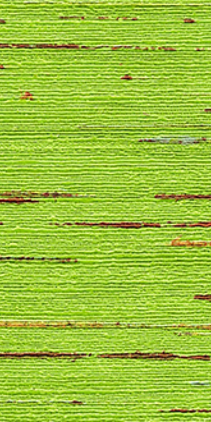 TAPETA ŚCIENNA INDIANA - obrazek 11