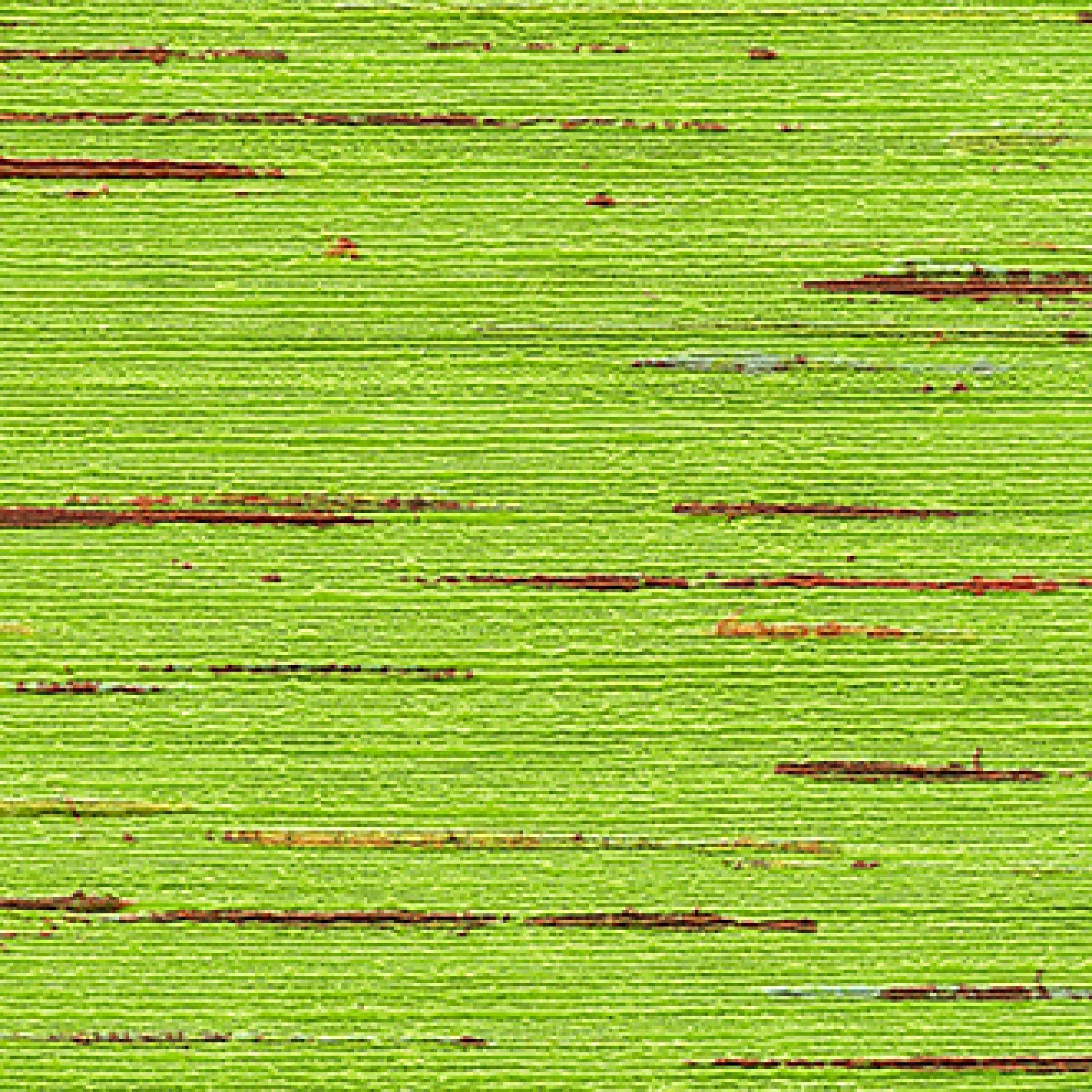 TAPETA ŚCIENNA INDIANA - obrazek 11