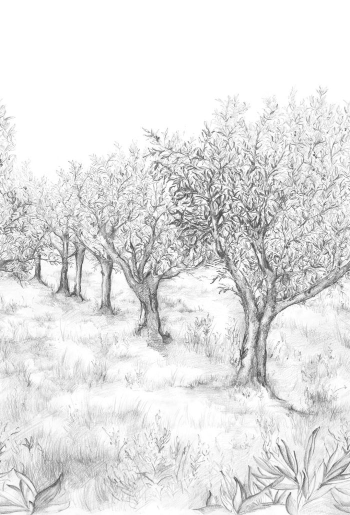 TAPETA ŚCIENNA LAURIS - obrazek 5